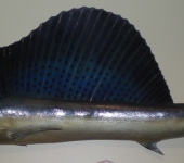 Taxidermy Sailfish