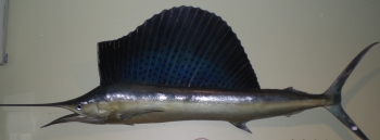 Taxidermy Sailfish