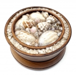 Seashell Paperweight